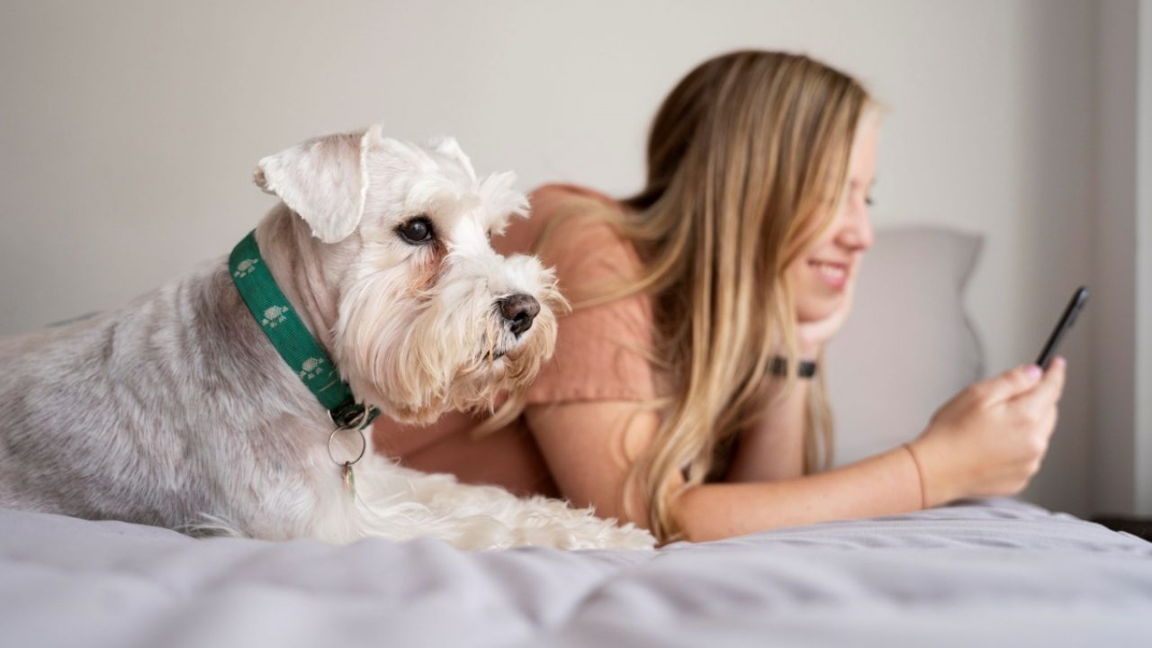 Dog Welcome hotel